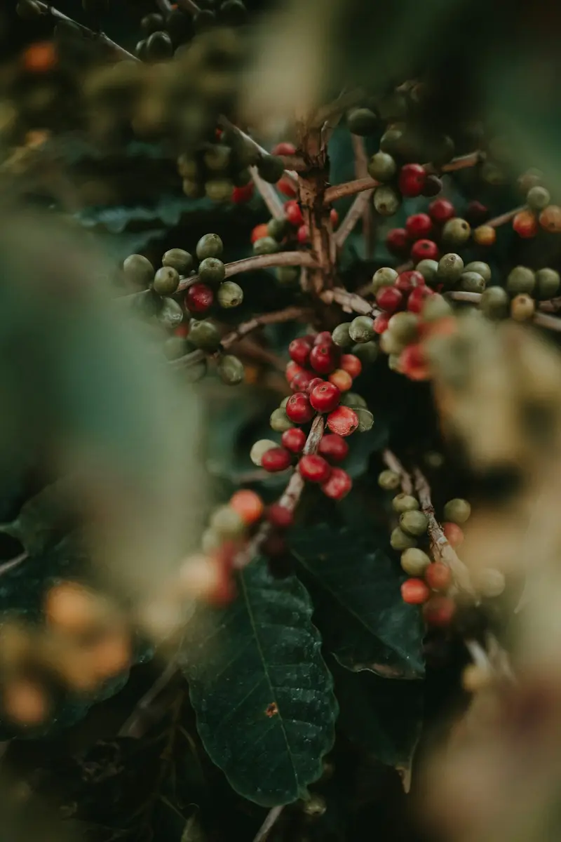Ripe red coffee cherries on the branch